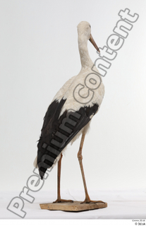 Black stork whole body 0005.jpg